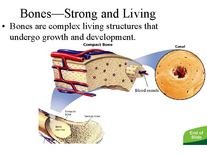 - The Skeletal System Bones—Strong and Living • Bones are complex living structures that