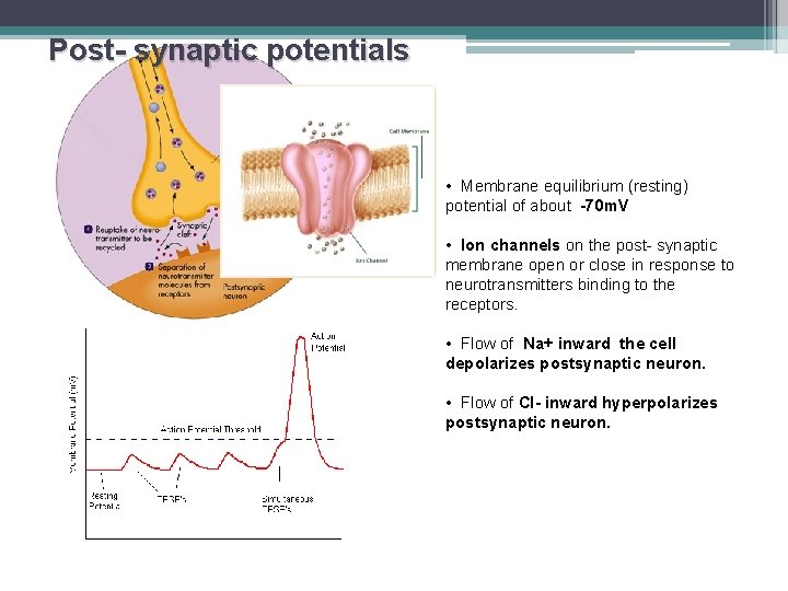 Post- synaptic potentials • Membrane equilibrium (resting) potential of about -70 m. V •