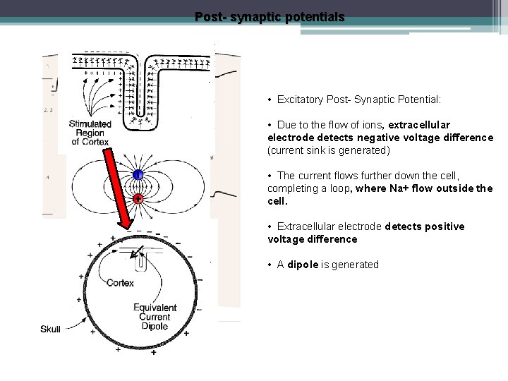 Post- synaptic potentials • Excitatory Post- Synaptic Potential: • Due to the flow of
