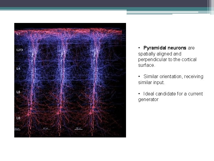  • Pyramidal neurons are spatially aligned and perpendicular to the cortical surface. •