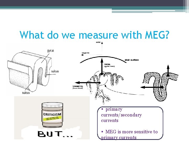 What do we measure with MEG? § primary currents/secondary currents § MEG is more