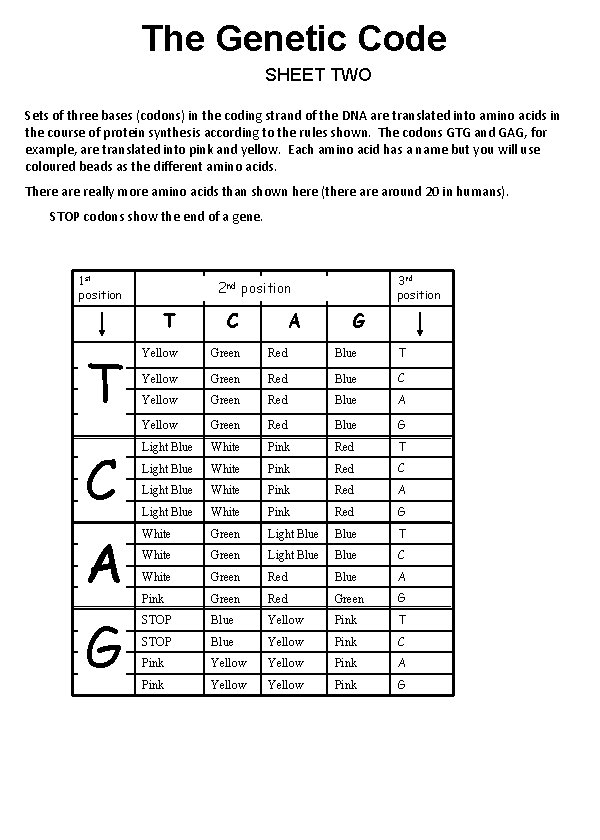 The Genetic Code SHEET TWO Sets of three bases (codons) in the coding strand