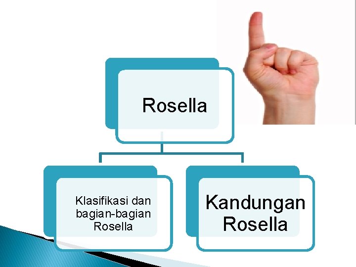 Rosella Klasifikasi dan bagian-bagian Rosella Kandungan Rosella 