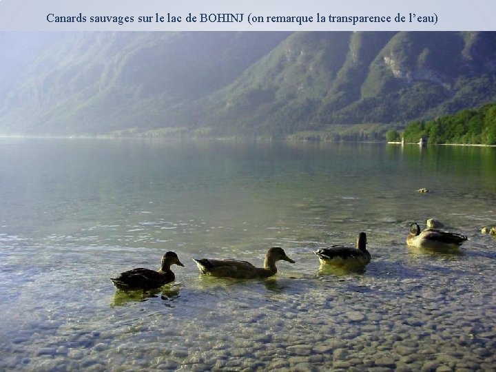 Canards sauvages sur le lac de BOHINJ (on remarque la transparence de l’eau) 