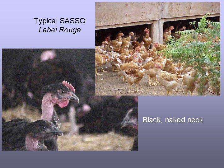 Typical SASSO Label Rouge Black, naked neck 