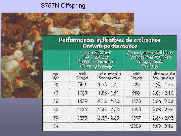 S 757 N Offspring 