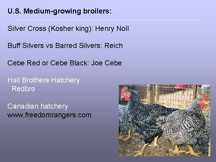 U. S. Medium-growing broilers: Silver Cross (Kosher king): Henry Noll Buff Silvers vs Barred
