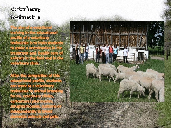 Veterinary technician The aim of a vocational training in the educational profile of a Veterinary technician The aim of a vocational training in the educational profile of a