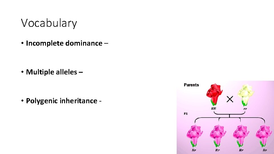 Vocabulary • Incomplete dominance – • Multiple alleles – • Polygenic inheritance - 