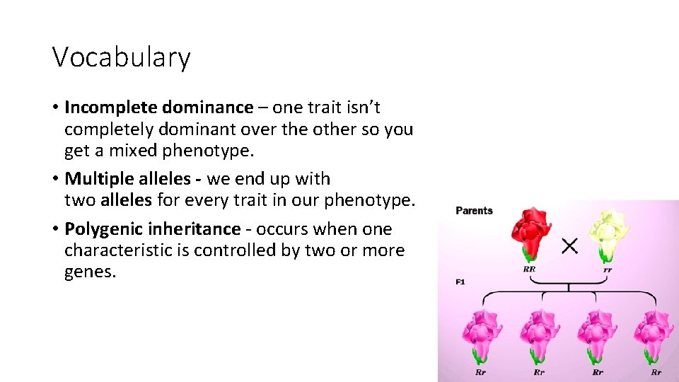 Vocabulary • Incomplete dominance – one trait isn’t completely dominant over the other so