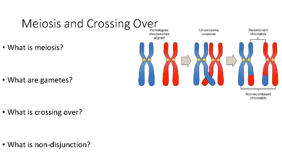 Meiosis and Crossing Over • What is meiosis? • What are gametes? • What