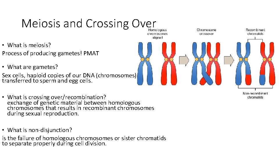 Meiosis and Crossing Over • What is meiosis? Process of producing gametes! PMAT •