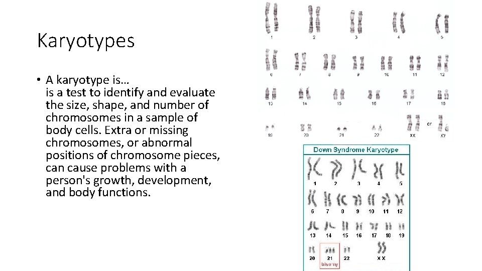 Karyotypes • A karyotype is… is a test to identify and evaluate the size,