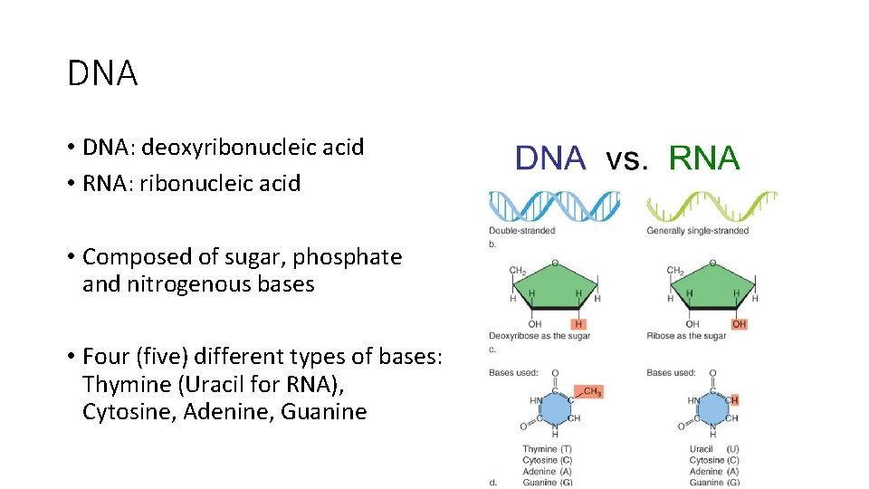 DNA • DNA: deoxyribonucleic acid • RNA: ribonucleic acid • Composed of sugar, phosphate