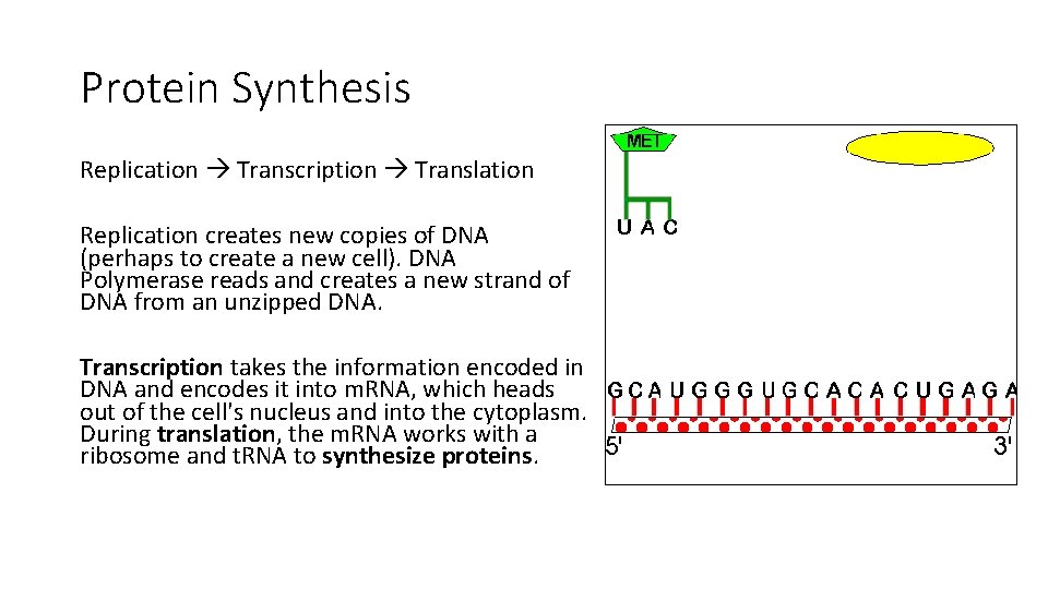 Protein Synthesis Replication Transcription Translation Replication creates new copies of DNA (perhaps to create