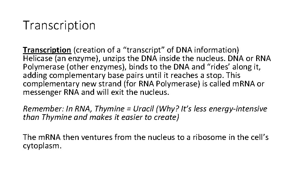 Transcription (creation of a “transcript” of DNA information) Helicase (an enzyme), unzips the DNA