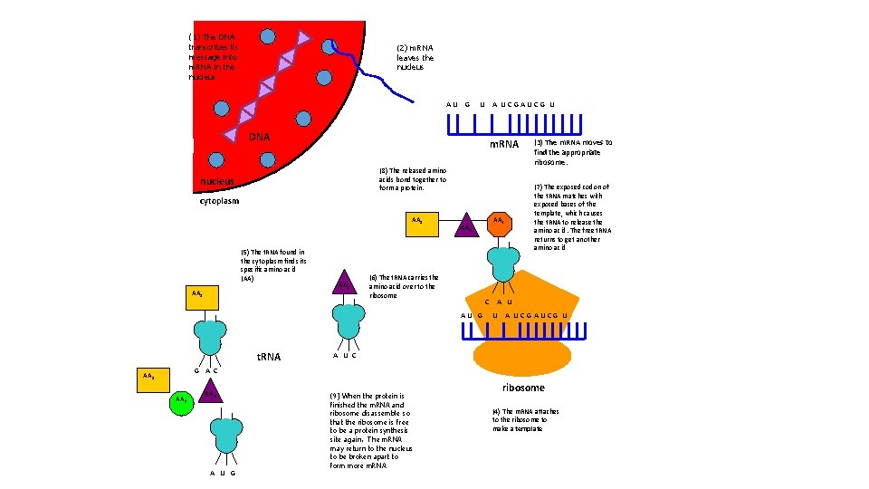 (1) The DNA transcribes its message into m. RNA in the nucleus (2) m.