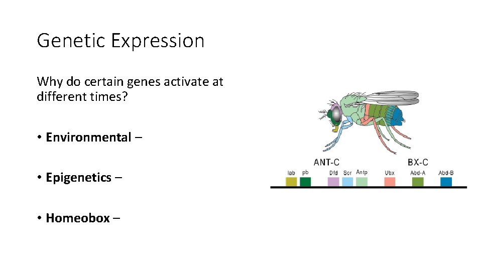 Genetic Expression Why do certain genes activate at different times? • Environmental – •