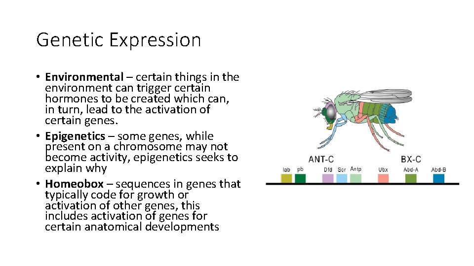 Genetic Expression • Environmental – certain things in the environment can trigger certain hormones