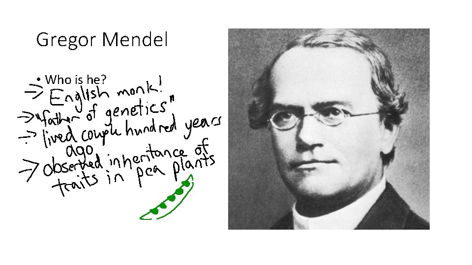 Gregor Mendel • Who is he? 