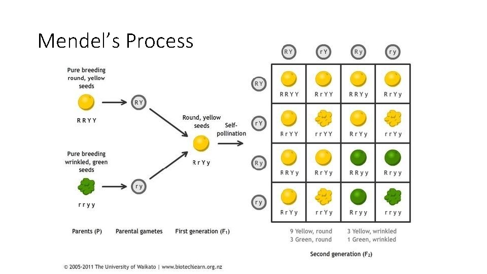 Mendel’s Process 