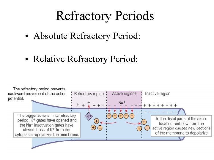 Refractory Periods • Absolute Refractory Period: • Relative Refractory Period: 