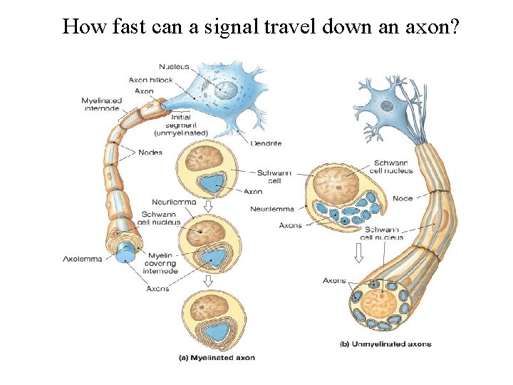How fast can a signal travel down an axon? 