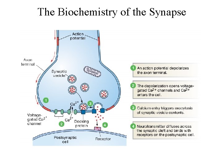 The Biochemistry of the Synapse 