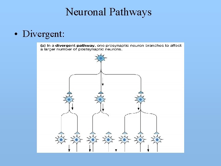Neuronal Pathways • Divergent: 