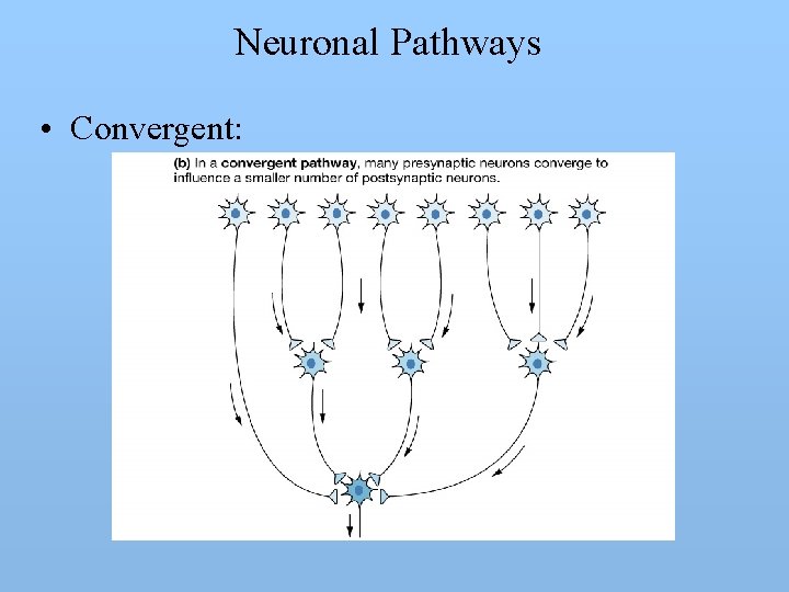 Neuronal Pathways • Convergent: 