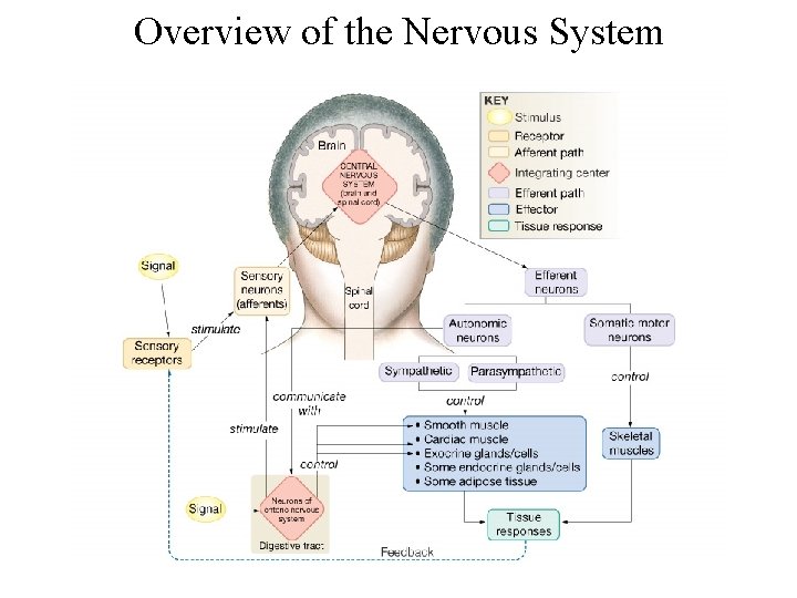 Overview of the Nervous System 