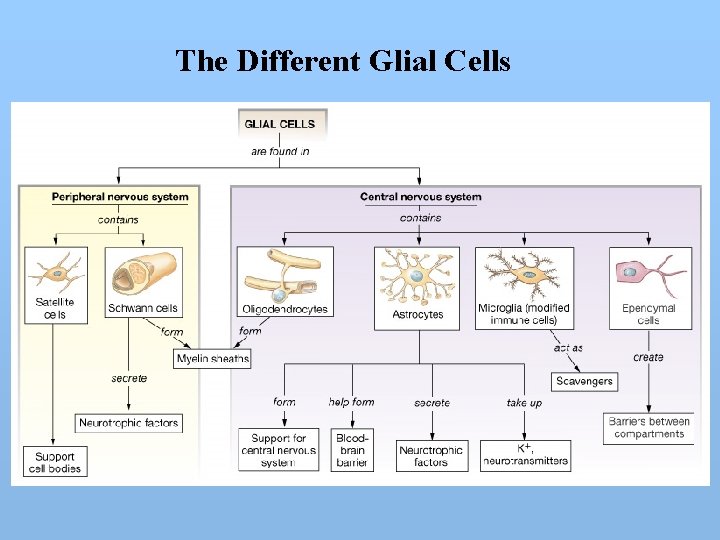 The Different Glial Cells 