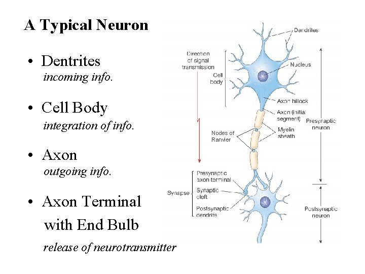 A Typical Neuron • Dentrites incoming info. • Cell Body integration of info. •
