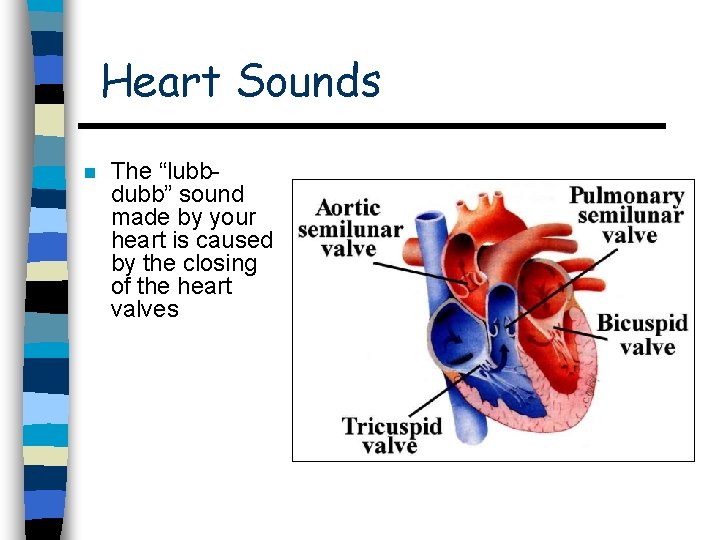 Heart Sounds n The “lubbdubb” sound made by your heart is caused by the