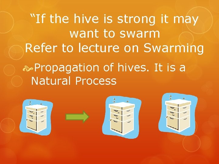 “If the hive is strong it may want to swarm Refer to lecture on