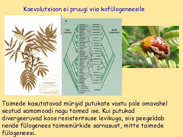 Koevolutsioon ei pruugi viia kofülogeneesile Taimede kasutatavad mürgid putukate vastu pole omavahel seotud samamoodi