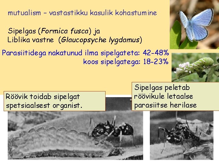 mutualism – vastastikku kasulik kohastumine Sipelgas (Formica fusca) ja Liblika vastne (Glaucopsyche lygdamus) Parasiitidega