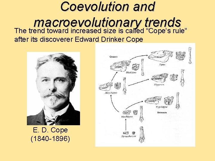 Coevolution and macroevolutionary trends The trend toward increased size is called “Cope’s rule” after