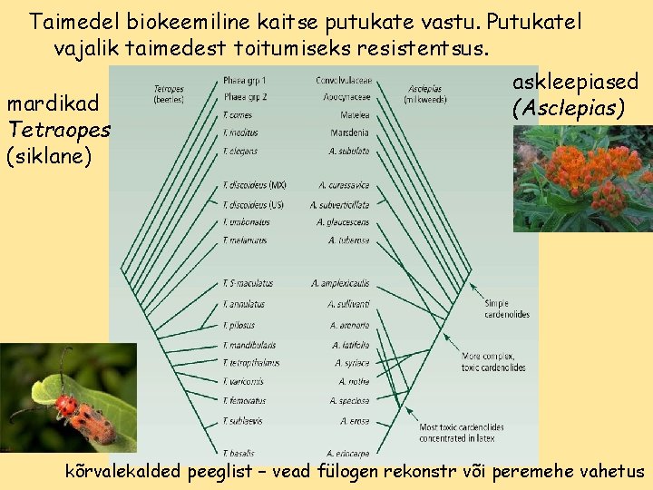 Taimedel biokeemiline kaitse putukate vastu. Putukatel vajalik taimedest toitumiseks resistentsus. mardikad Tetraopes (siklane) askleepiased