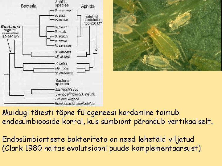 Muidugi täiesti täpne fülogeneesi kordamine toimub endosümbiooside korral, kus sümbiont pärandub vertikaalselt. Endosümbiontsete bakteriteta