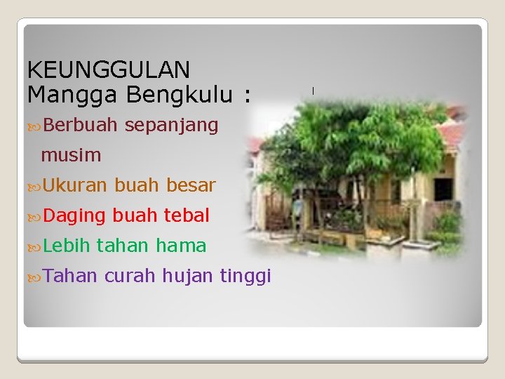 KEUNGGULAN Mangga Bengkulu : Berbuah sepanjang musim Ukuran buah besar Daging buah tebal Lebih