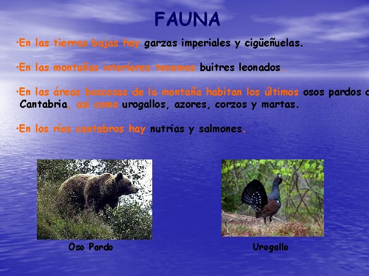 FAUNA • En las tierras bajas hay garzas imperiales y cigüeñuelas. • En las