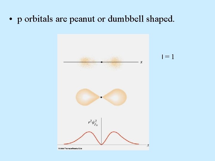  • p orbitals are peanut or dumbbell shaped. l=1 
