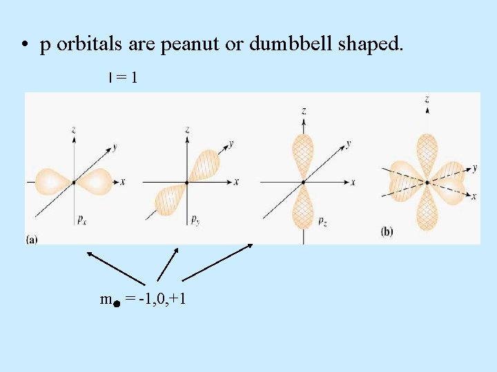  • p orbitals are peanut or dumbbell shaped. l=1 m = -1, 0,