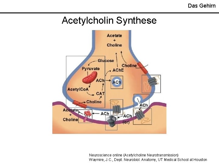 Das Gehirn Acetylcholin Synthese Neuroscience online (Acetylcholine Neurotransmission) Waymire, J. C. , Dept. Neurobiol.