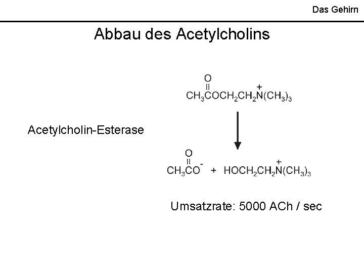 Das Gehirn Abbau des Acetylcholin-Esterase Umsatzrate: 5000 ACh / sec 