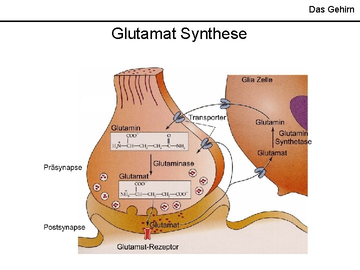 Das Gehirn Glutamat Synthese 
