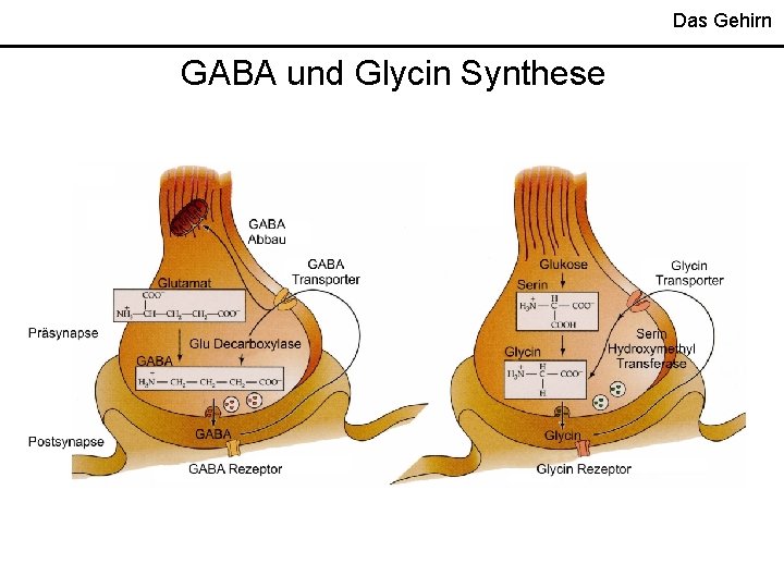 Das Gehirn GABA und Glycin Synthese 