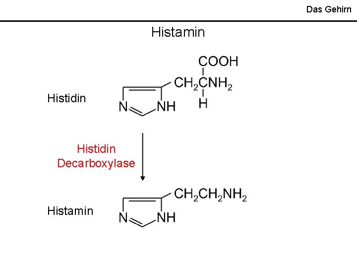Das Gehirn Histamin Histidin Decarboxylase Histamin 