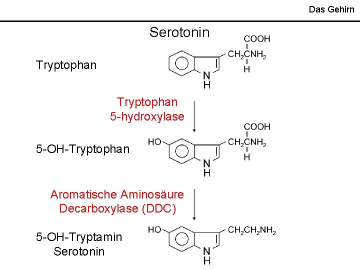 Das Gehirn Serotonin Tryptophan 5 -hydroxylase 5 -OH-Tryptophan Aromatische Aminosäure Decarboxylase (DDC) 5 -OH-Tryptamin